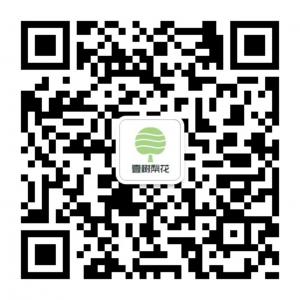 壹树梨花玛卡微信微信公众号